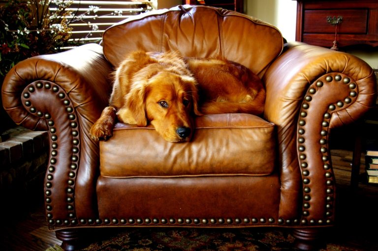 Gandley's Re-Upholstery Chair and Dog